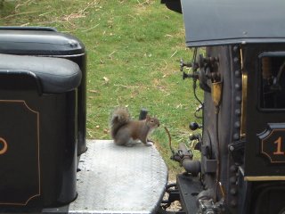 SF Zoo の園内の汽車でくつろぐ squirrel SF Zoo の園内の汽車でくつろぐ squirrel